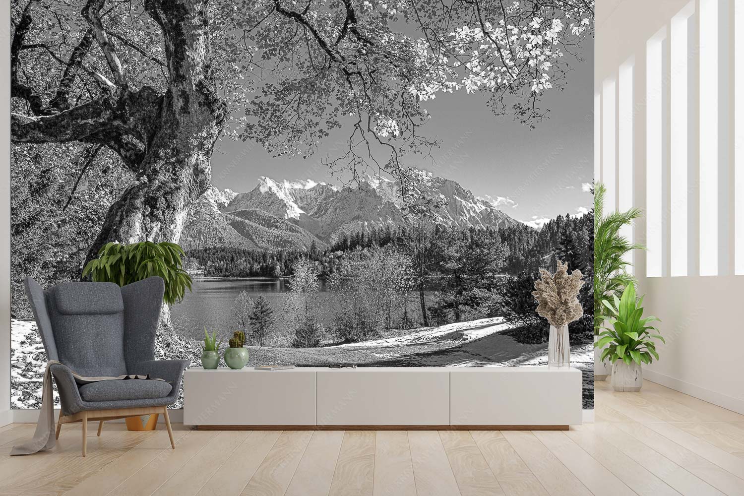 Zeitzeuge – Größe ca. 300x200cm, Seitenverhältnis 3:2 — Ahorn am Barmsee Alter Ahornbaum bei den Liegewiesen vom Barmsee, den Karwendel im Blick - Zeitzeuge - Größe ca. 300x200cm, Seitenverhältnis 3:2 - Ahorn am Barmsee - weitere Infos unter https://www.kriner-weiermann.de