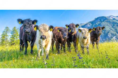 Jungvieh in Leutasch mit Wetterstein im Hintergrund - 6er Bande - Seitenverhältnis 2:1 - Junge Kälber auf Blumenwiese - weitere Infos unter https://www.kriner-weiermann.de