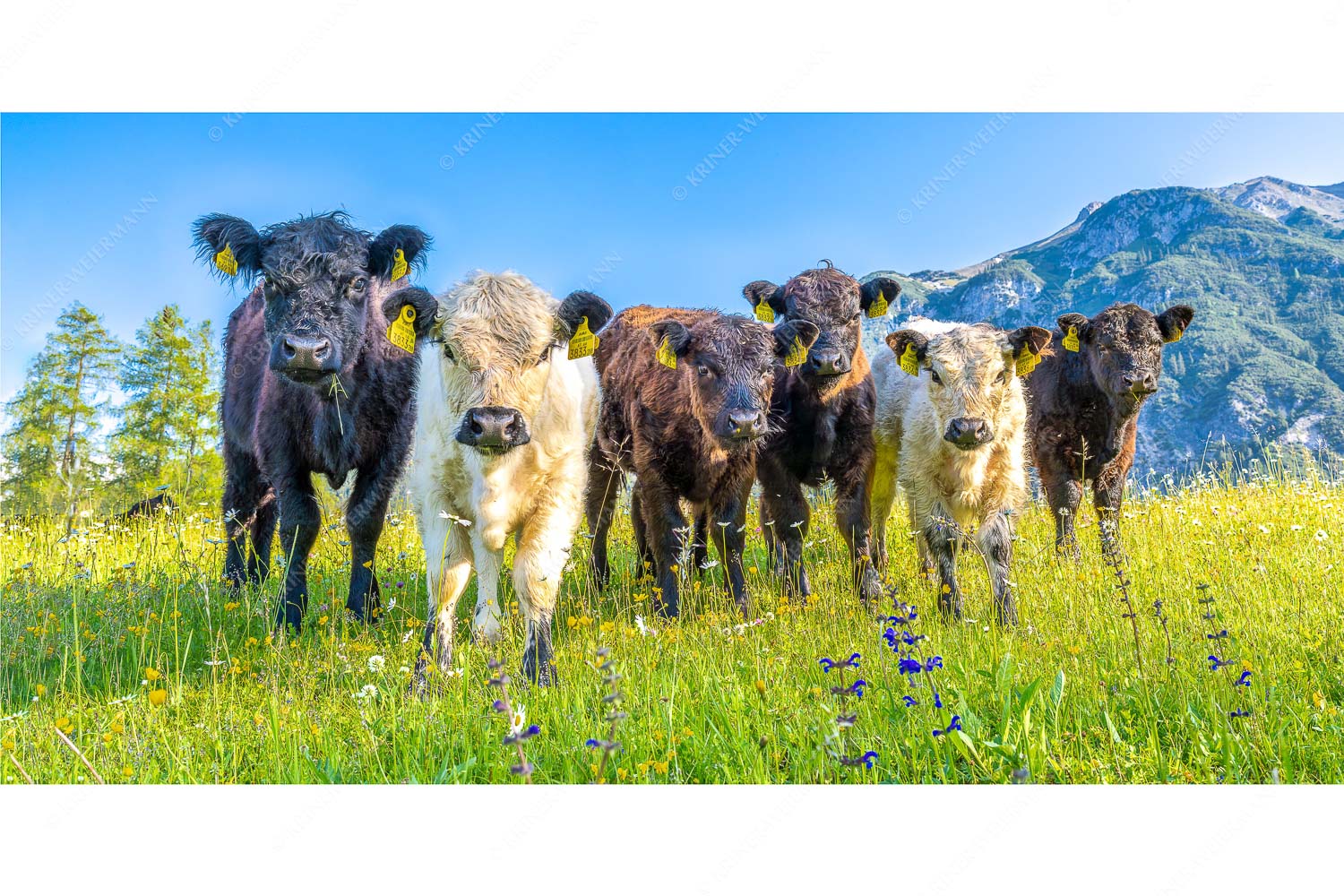 6er Bande – Seitenverhältnis 2:1 — Junge Kälber auf Blumenwiese Jungvieh in Leutasch mit Wetterstein im Hintergrund