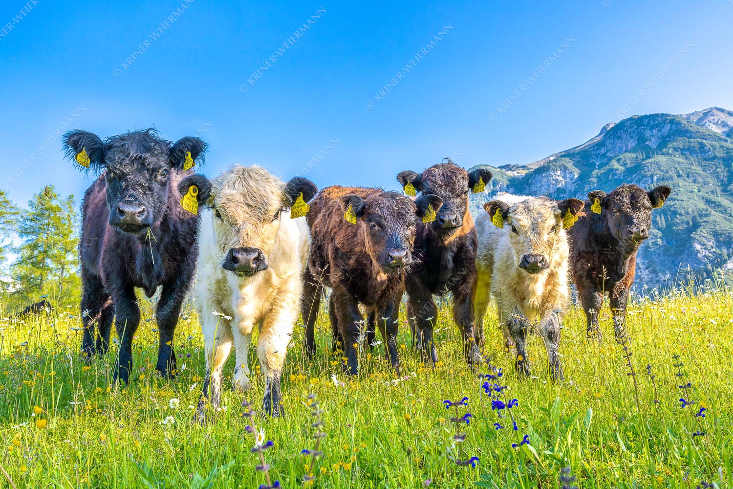 6er Bande – Seitenverhältnis 3:2 — Junge Kälber auf Blumenwiese Jungvieh in Leutasch mit Wetterstein im Hintergrund - 6er Bande - Seitenverhältnis 3:2 - Junge Kälber auf Blumenwiese - weitere Infos unter https://www.kriner-weiermann.de