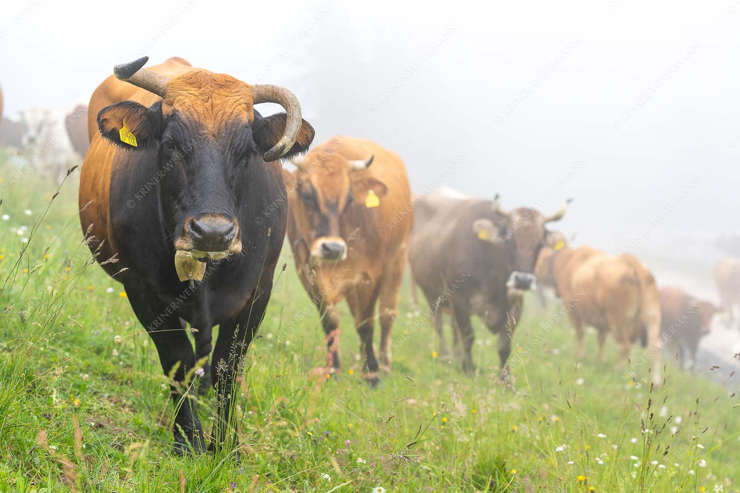 Murnau-Werdenfelser Jungvieh am Kreuzeck im Wettersteingebirge