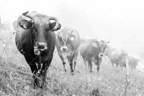 Murnau-Werdenfelser Jungvieh am Kreuzeck im Wettersteingebirge - Abwarten III - Seitenverhältnis 3:2 - Junge Rinder im Werdenfels - weitere Infos unter https://www.kriner-weiermann.de
