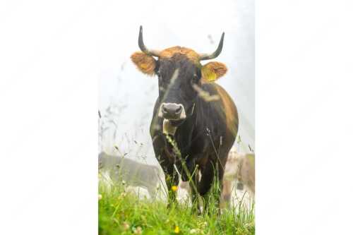 Murnau Werdenfelser Jungvieh am Kreuzeck im Wettersteingebirge - Abwarten IX - Seitenverhältnis 2:3 - Murnau-Werdenfelser Rind - weitere Infos unter https://www.kriner-weiermann.de