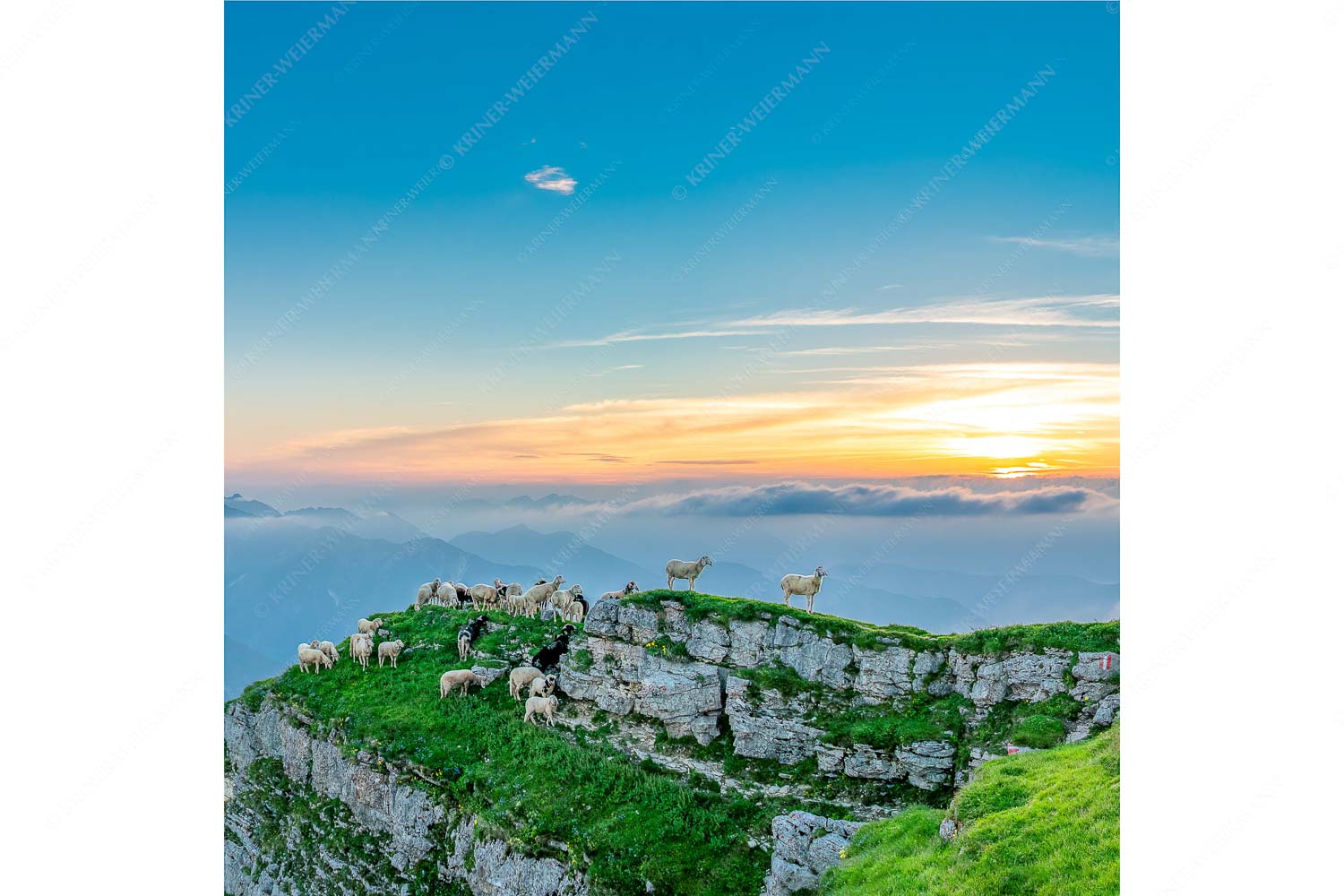 Alle Schäfchen beisammen – Seitenverhältnis 1:1 — Schafe am Schafreiter im Karwendel Bergschafe am Gipfel des Schafreiter im Karwendelgebirge bei Sonnenuntergang