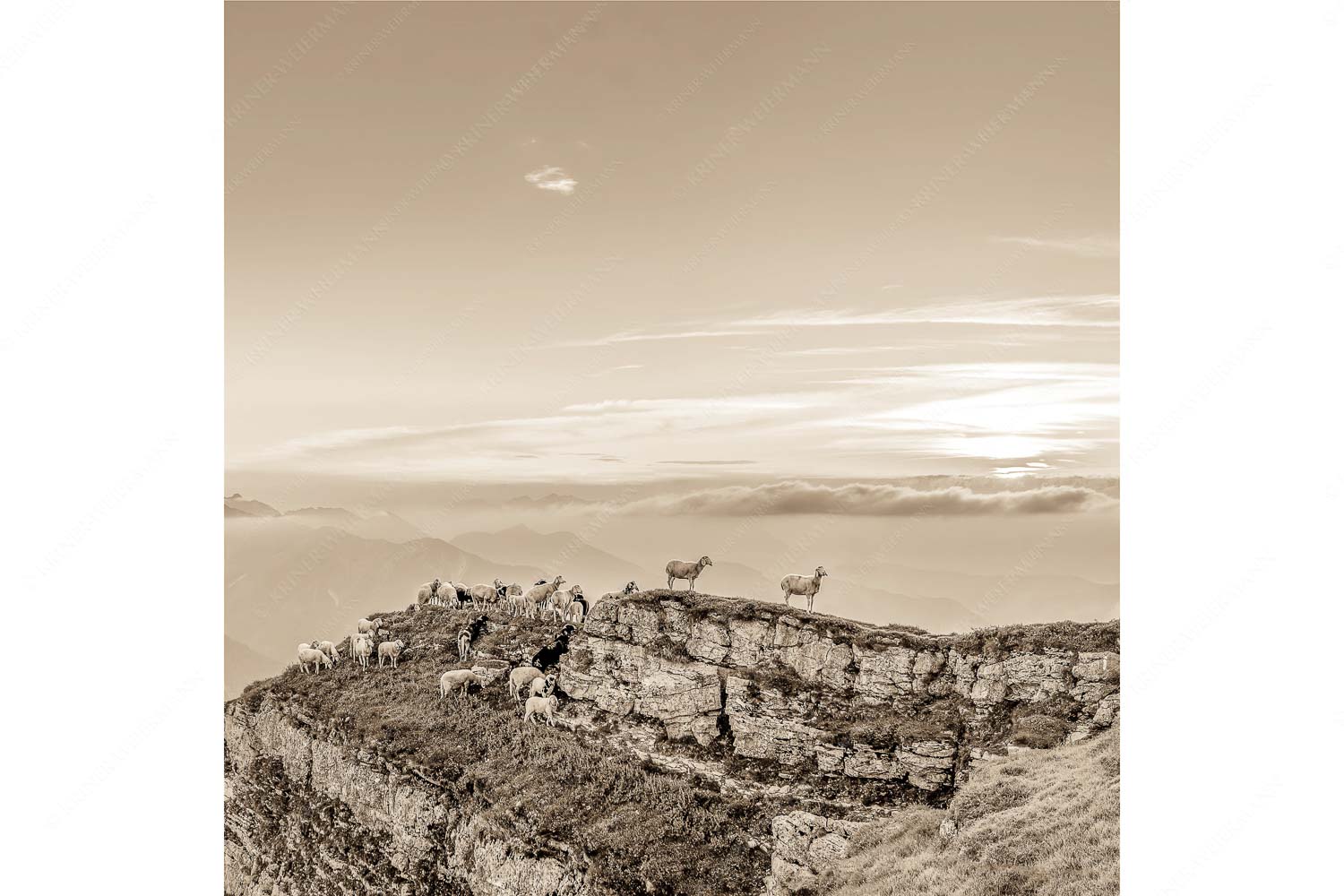 Alle Schäfchen beisammen – Seitenverhältnis 1:1 — Schafe am Schafreiter im Karwendel Bergschafe am Gipfel des Schafreiter im Karwendelgebirge bei Sonnenuntergang