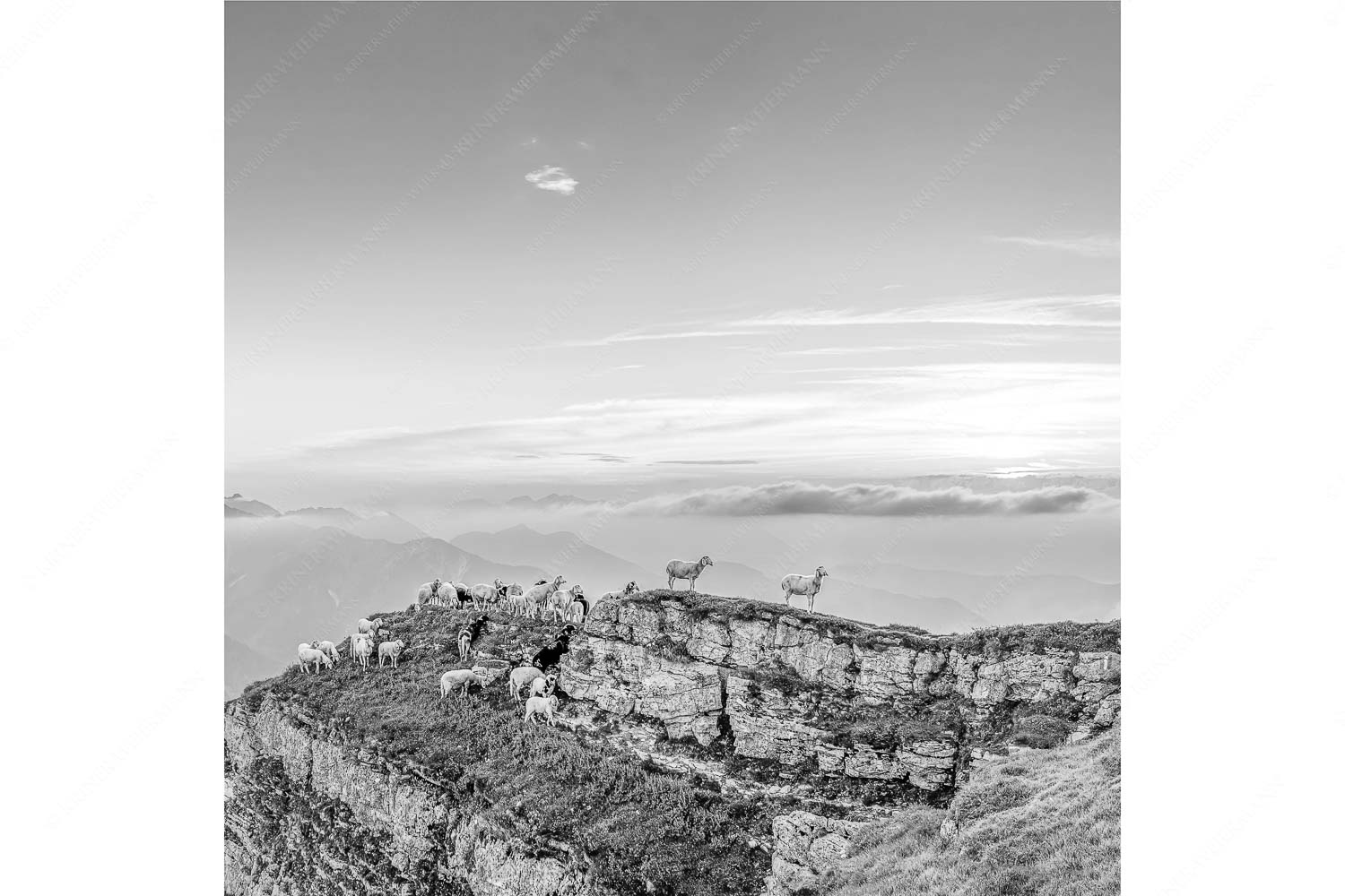 Bergschafe am Gipfel des Schafreiter im Karwendelgebirge bei Sonnenuntergang
