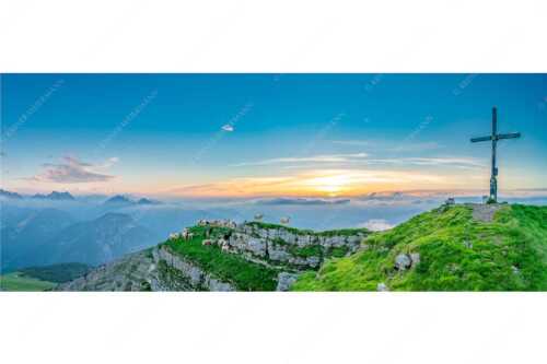 Bergschafe am Gipfel des Schafreiter im Karwendelgebirge bei Sonnenuntergang - Alle Schäfchen beisammen - Seitenverhältnis 2,5:1 - Schafe am Schafreiter im Karwendel - weitere Infos unter https://www.kriner-weiermann.de