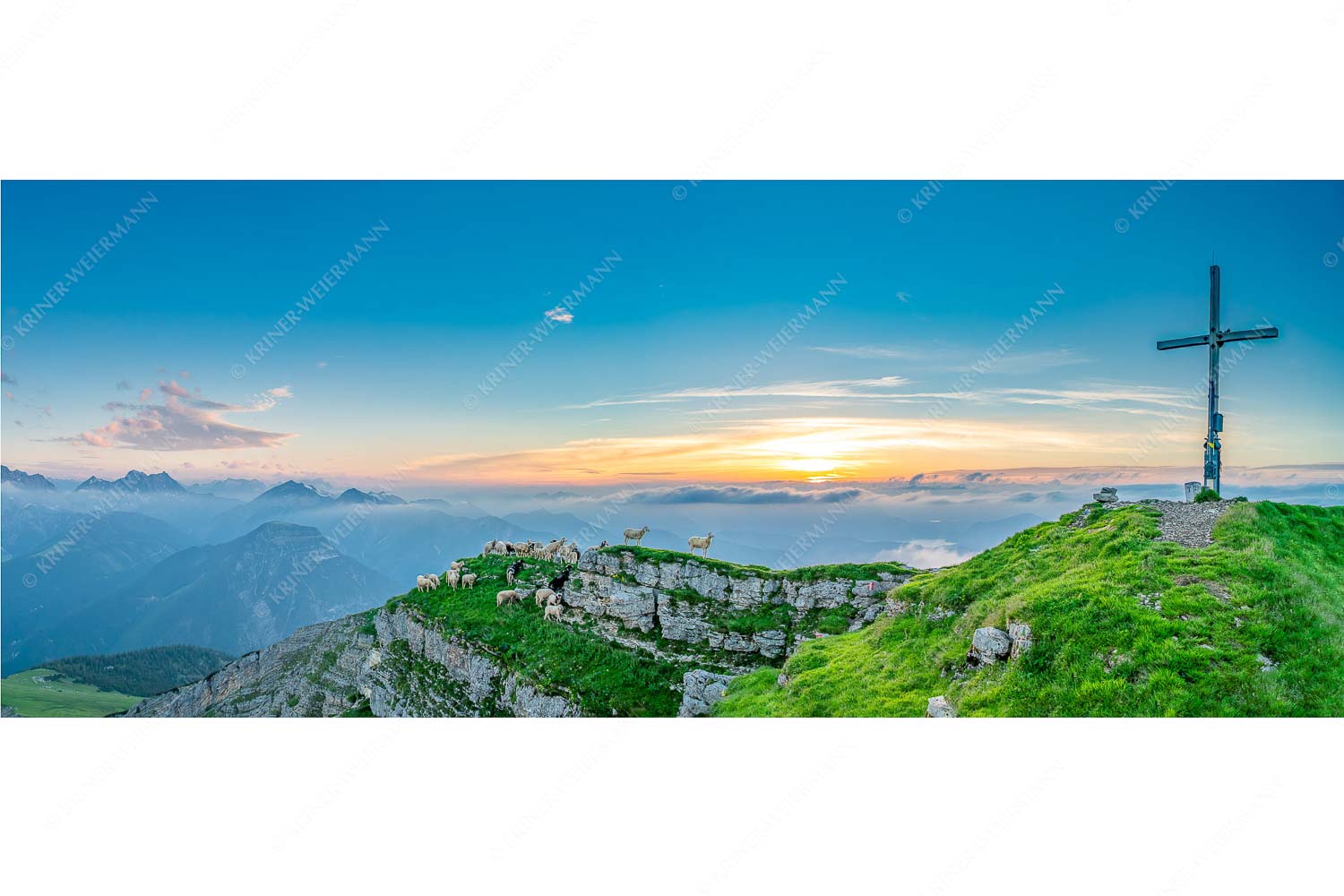 Bergschafe am Gipfel des Schafreiter im Karwendelgebirge bei Sonnenuntergang
