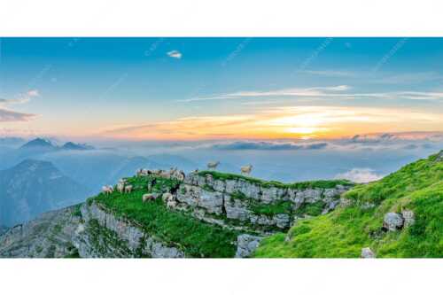 Bergschafe am Gipfel des Schafreiter im Karwendelgebirge bei Sonnenuntergang - Alle Schäfchen beisammen - Seitenverhältnis 2:1 - Schafe am Schafreiter im Karwendel - weitere Infos unter https://www.kriner-weiermann.de