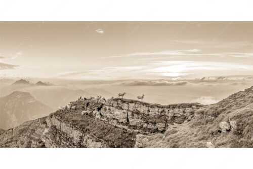 Bergschafe am Gipfel des Schafreiter im Karwendelgebirge bei Sonnenuntergang - Alle Schäfchen beisammen - Seitenverhältnis 2:1 - Schafe am Schafreiter im Karwendel - weitere Infos unter https://www.kriner-weiermann.de
