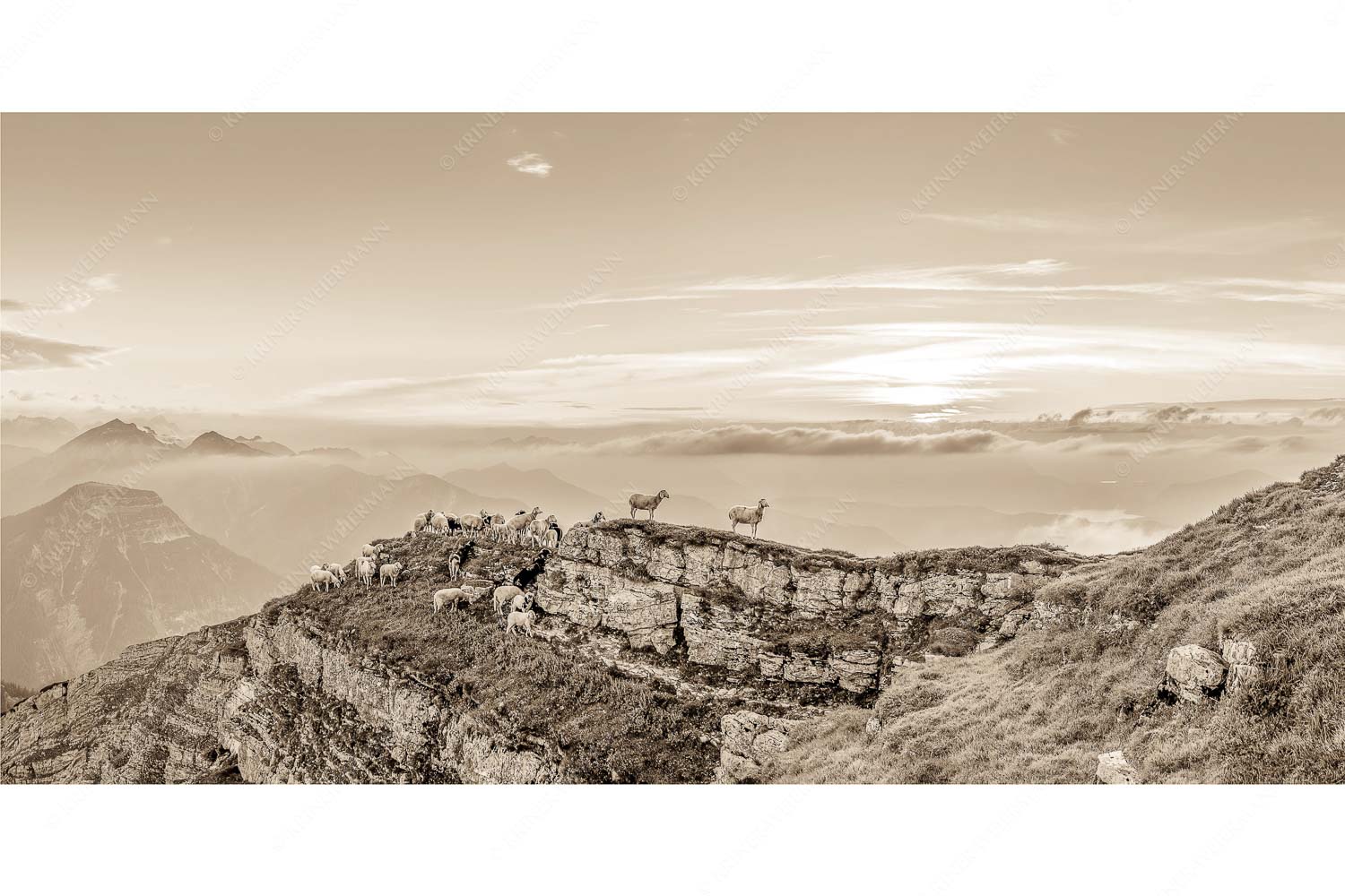 Alle Schäfchen beisammen – Seitenverhältnis 2:1 — Schafe am Schafreiter im Karwendel Bergschafe am Gipfel des Schafreiter im Karwendelgebirge bei Sonnenuntergang