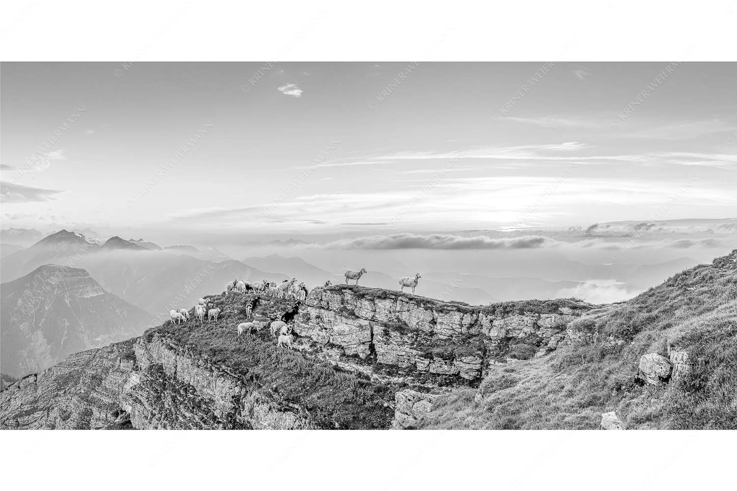 Alle Schäfchen beisammen – Seitenverhältnis 2:1 — Schafe am Schafreiter im Karwendel Bergschafe am Gipfel des Schafreiter im Karwendelgebirge bei Sonnenuntergang