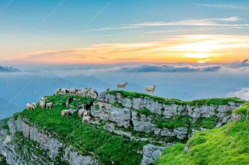 Bergschafe am Gipfel des Schafreiter im Karwendelgebirge bei Sonnenuntergang - Alle Schäfchen beisammen - Seitenverhältnis 3:2 - Schafe am Schafreiter im Karwendel - weitere Infos unter https://www.kriner-weiermann.de