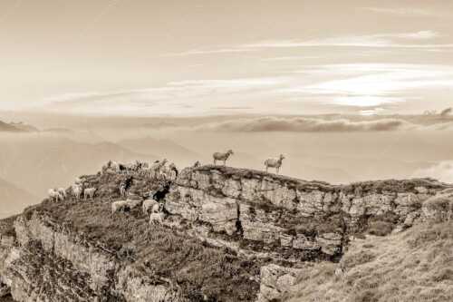 Bergschafe am Gipfel des Schafreiter im Karwendelgebirge bei Sonnenuntergang - Alle Schäfchen beisammen - Seitenverhältnis 3:2 - Schafe am Schafreiter im Karwendel - weitere Infos unter https://www.kriner-weiermann.de