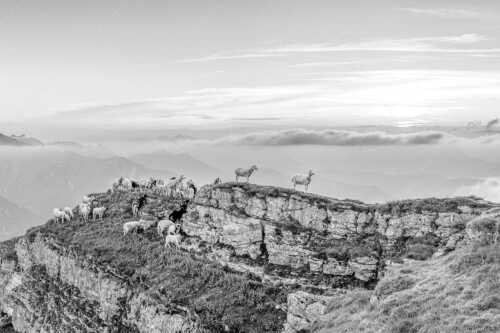 Bergschafe am Gipfel des Schafreiter im Karwendelgebirge bei Sonnenuntergang - Alle Schäfchen beisammen - Seitenverhältnis 3:2 - Schafe am Schafreiter im Karwendel - weitere Infos unter https://www.kriner-weiermann.de