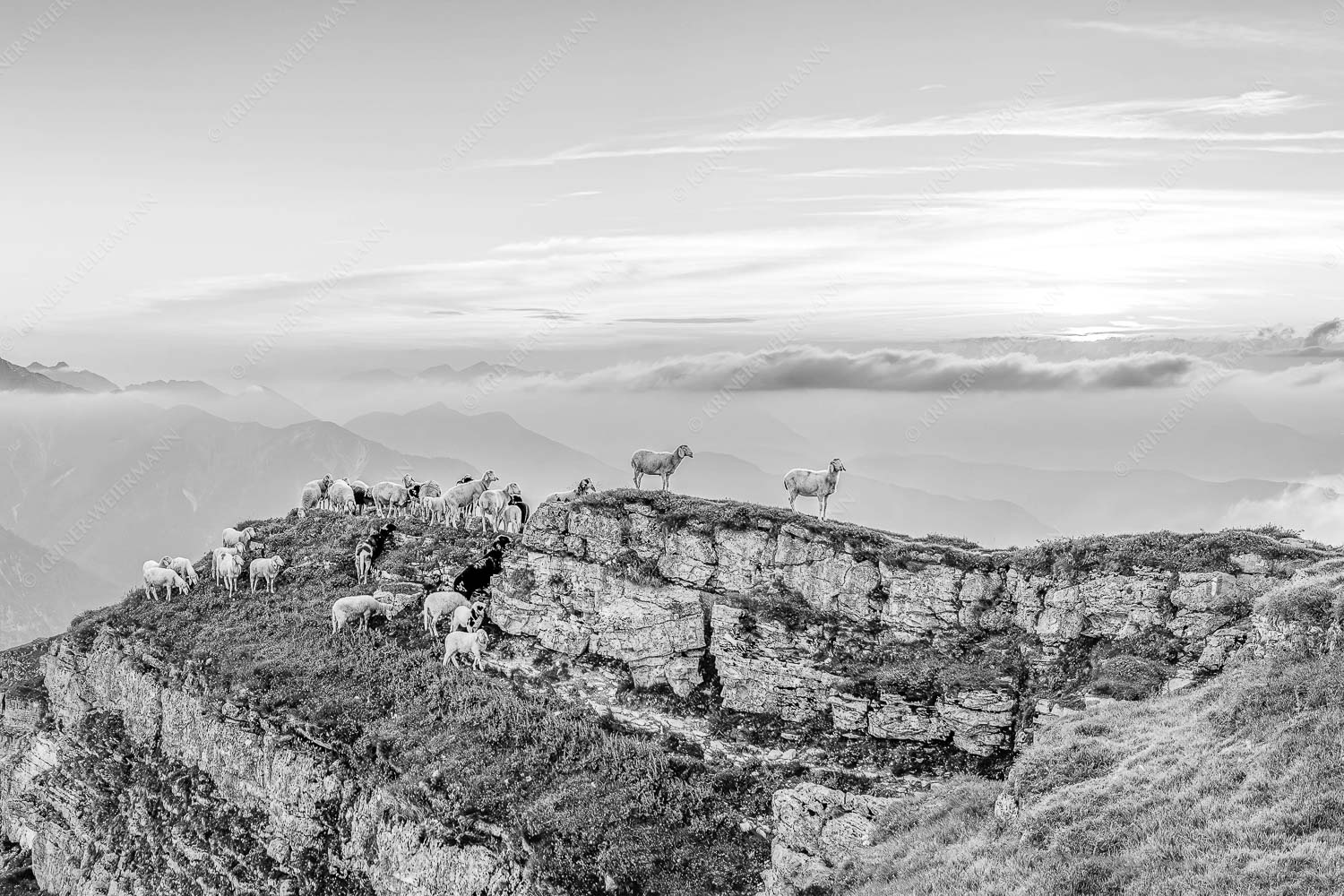 Alle Schäfchen beisammen – Seitenverhältnis 3:2 — Schafe am Schafreiter im Karwendel Bergschafe am Gipfel des Schafreiter im Karwendelgebirge bei Sonnenuntergang