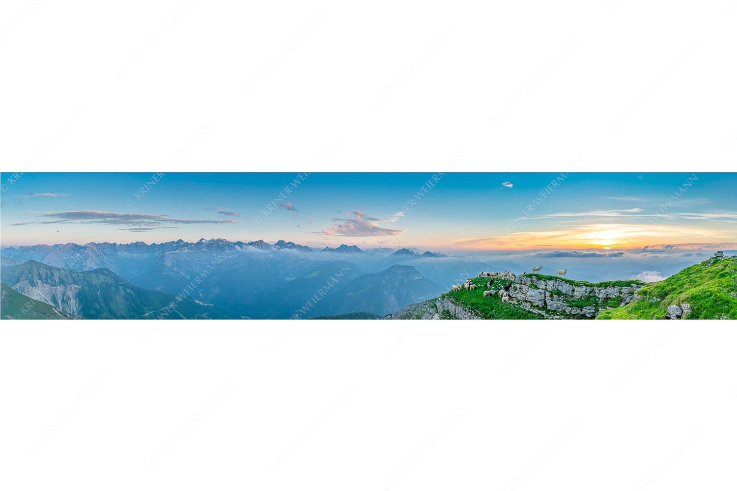 Alle Schäfchen beisammen – Seitenverhältnis 5:1 — Schafe am Schafreiter im Karwendel Bergschafe am Gipfel des Schafreiter im Karwendelgebirge bei Sonnenuntergang