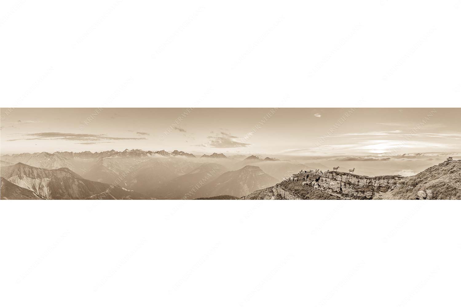 Alle Schäfchen beisammen – Seitenverhältnis 5:1 — Schafe am Schafreiter im Karwendel Bergschafe am Gipfel des Schafreiter im Karwendelgebirge bei Sonnenuntergang