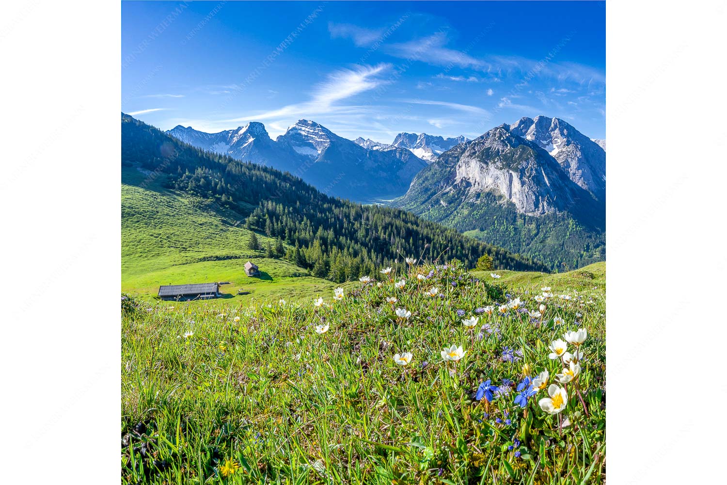 Almbleamalan – Seitenverhältnis 1:1 — Schusternagel Silberwurz im Karwendel Frühlingsblumen am Almboden im Karwendelgebirge