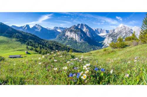 Frühlingsblumen am Almboden im Karwendelgebirge - Almbleamalan - Seitenverhältnis 2:1 - Schusternagel Silberwurz im Karwendel - weitere Infos unter https://www.kriner-weiermann.de