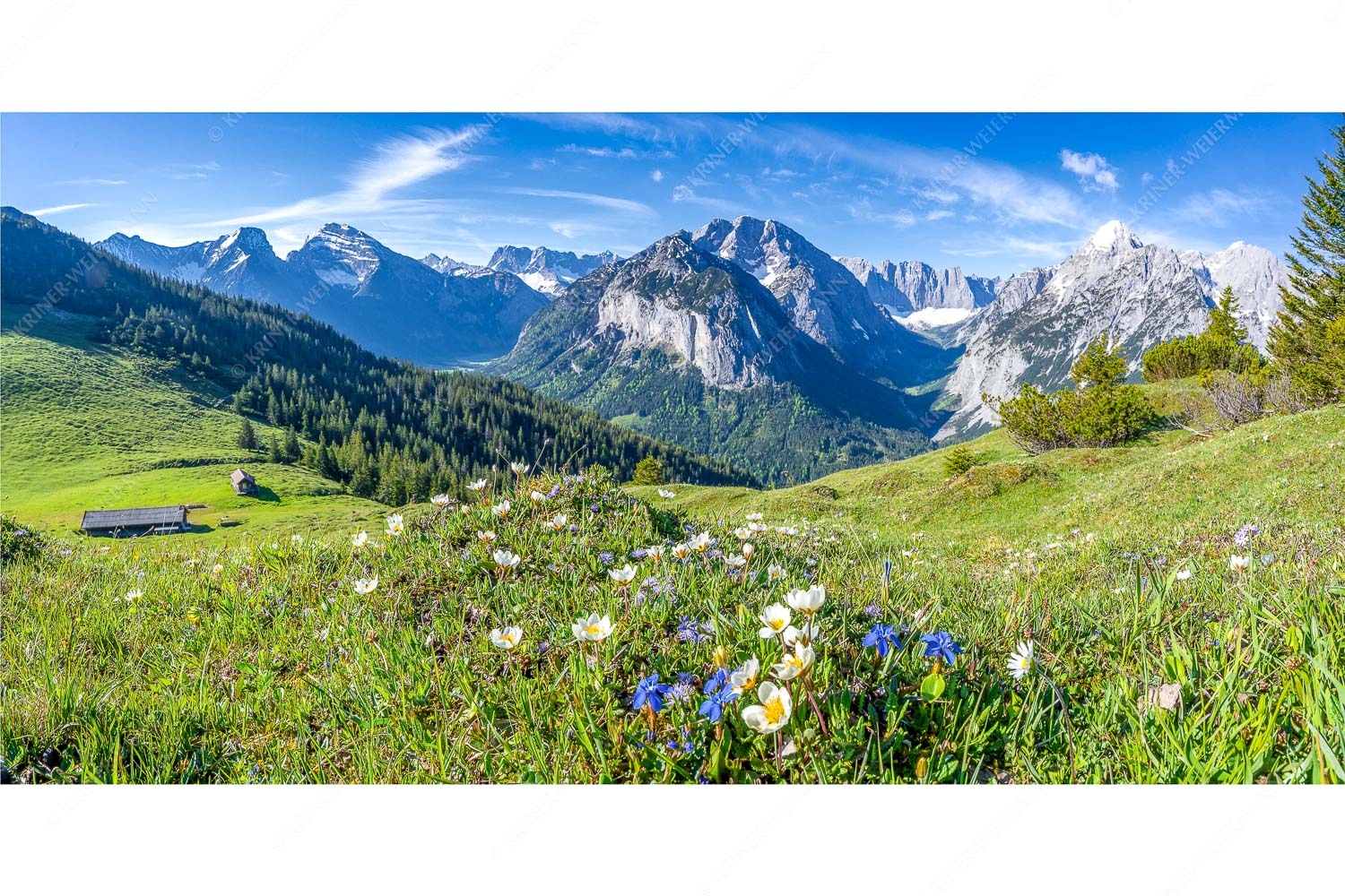 Almbleamalan – Seitenverhältnis 2:1 — Schusternagel Silberwurz im Karwendel Frühlingsblumen am Almboden im Karwendelgebirge