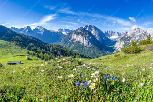 Frühlingsblumen am Almboden im Karwendelgebirge - Almbleamalan - Seitenverhältnis 3:2 - Schusternagel Silberwurz im Karwendel - weitere Infos unter https://www.kriner-weiermann.de
