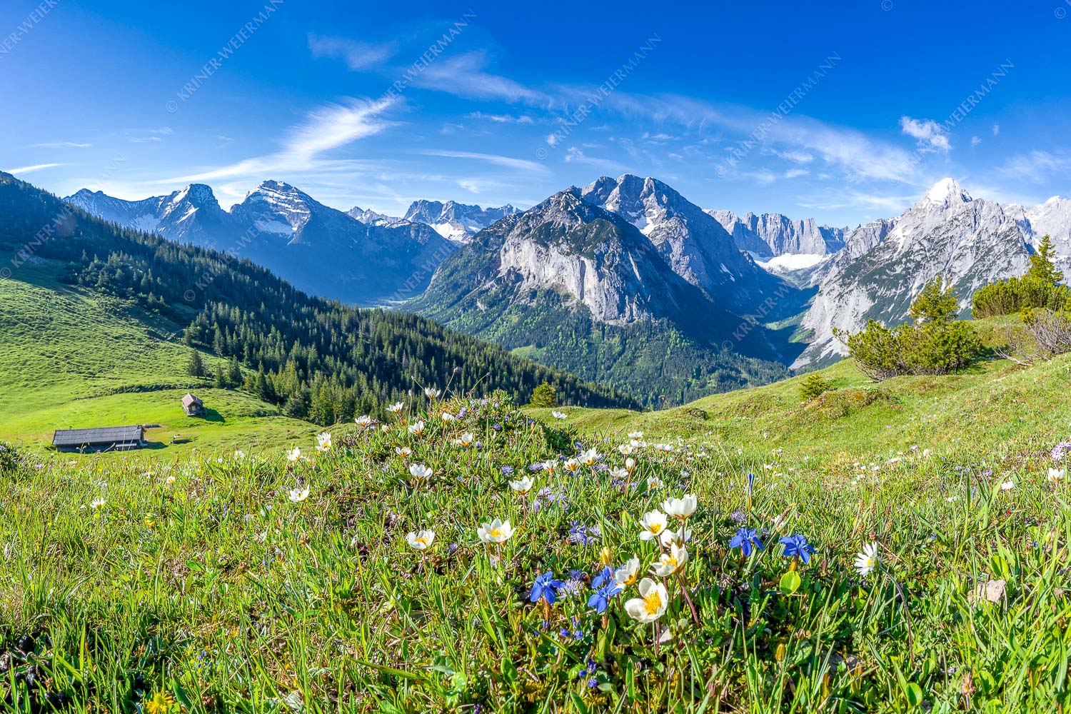 Almbleamalan – Seitenverhältnis 3:2 — Schusternagel Silberwurz im Karwendel Frühlingsblumen am Almboden im Karwendelgebirge