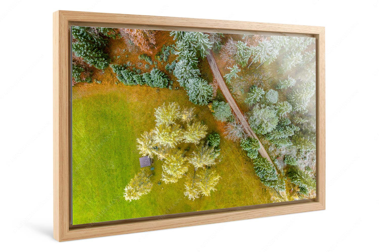 Angestaubt – Foto im Schattenfugen-Rahmen — Wald Draufsicht Leicht angeschneite Lärchen im Leutaschtal - Angestaubt - Foto im Schattenfugen-Rahmen - Wald Draufsicht - weitere Infos unter https://www.kriner-weiermann.de