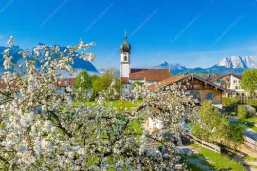 Kirche St. Sebastian in Krün mit Wetterstein- und Karwendelgebirge - Apfelblüte in Krün - Seitenverhältnis 3:2 - Kirche in Krün Karwendel und Wetterstein - weitere Infos unter https://www.kriner-weiermann.de