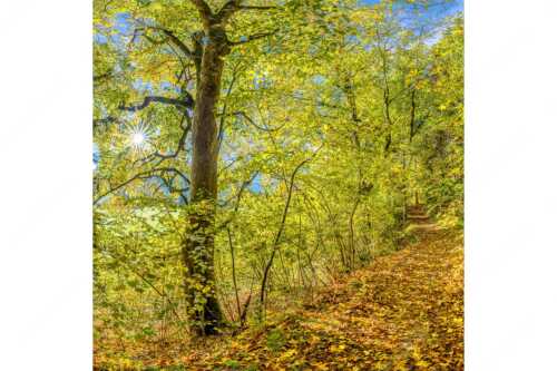 Ahorn und Buchen am Wanderweg zur Witter bei Wallgau - Auf dem Goldenen Weg - Seitenverhältnis 1:1 - Herbstfärbung Buchen und Ahorn - weitere Infos unter https://www.kriner-weiermann.de