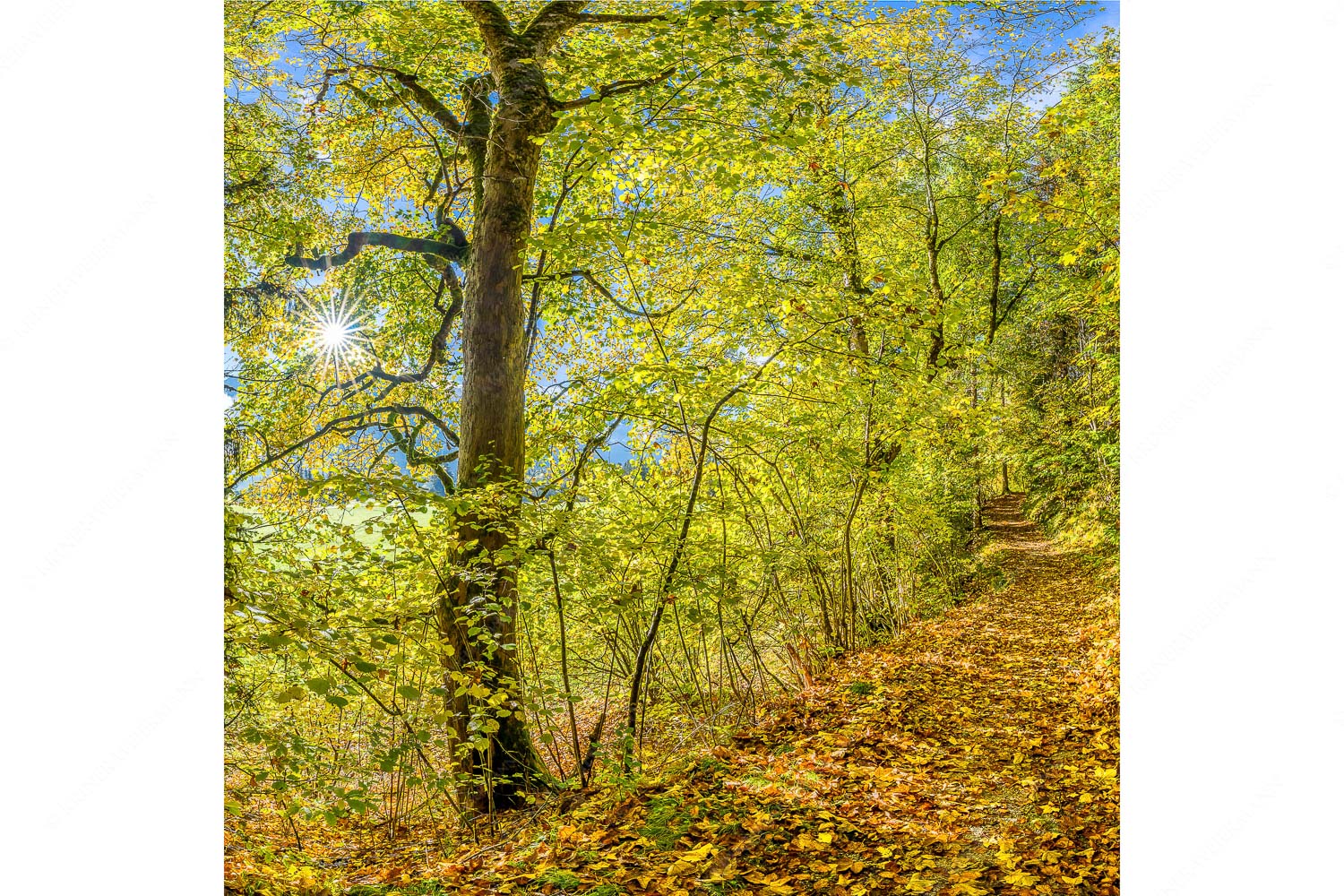 Ahorn und Buchen am Wanderweg zur Witter bei Wallgau