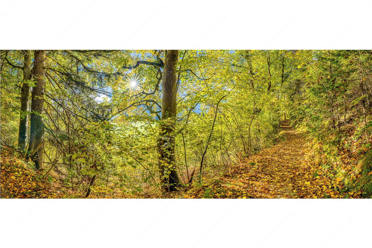 Auf dem Goldenen Weg – Seitenverhältnis 2,5:1 — Herbstfärbung Buchen und Ahorn Ahorn und Buchen am Wanderweg zur Witter bei Wallgau