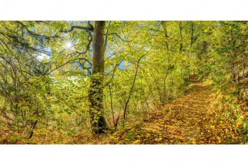 Ahorn und Buchen am Wanderweg zur Witter bei Wallgau - Auf dem Goldenen Weg - Seitenverhältnis 2:1 - Herbstfärbung Buchen und Ahorn - weitere Infos unter https://www.kriner-weiermann.de