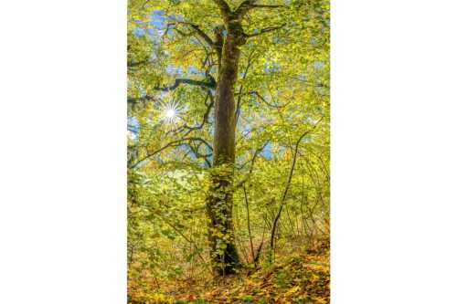 Ahorn und Buchen am Wanderweg zur Witter bei Wallgau - Auf dem Goldenen Weg - Seitenverhältnis 2:3 - Herbstfärbung Buchen und Ahorn - weitere Infos unter https://www.kriner-weiermann.de