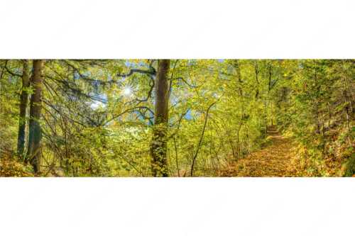 Ahorn und Buchen am Wanderweg zur Witter bei Wallgau - Auf dem Goldenen Weg - Seitenverhältnis 3:1 - Herbstfärbung Buchen und Ahorn - weitere Infos unter https://www.kriner-weiermann.de