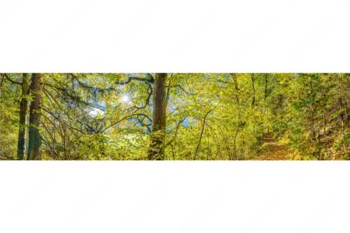 Ahorn und Buchen am Wanderweg zur Witter bei Wallgau - Auf dem Goldenen Weg - Seitenverhältnis 4:1 - Herbstfärbung Buchen und Ahorn - weitere Infos unter https://www.kriner-weiermann.de