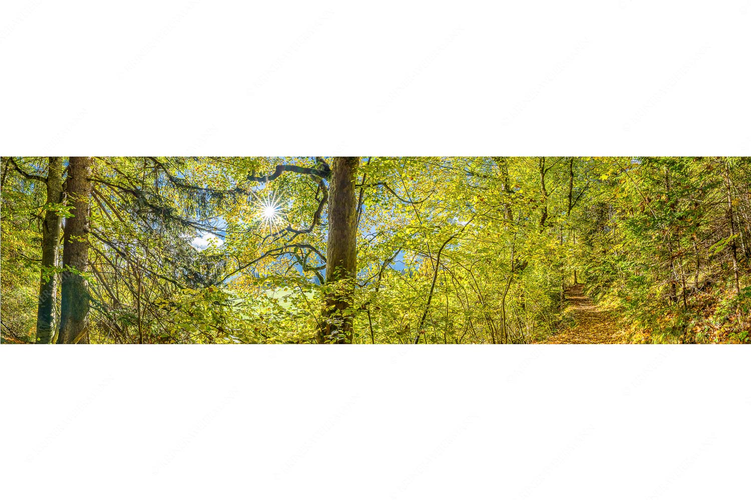 Ahorn und Buchen am Wanderweg zur Witter bei Wallgau