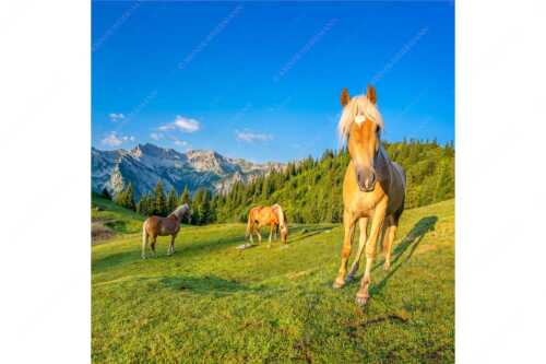 Haflinger Pferde mit Soiernspitze im Soierngebirge - Aufgeweckt - Seitenverhältnis 1:1 - Pferde im Soierngebirge - weitere Infos unter https://www.kriner-weiermann.de