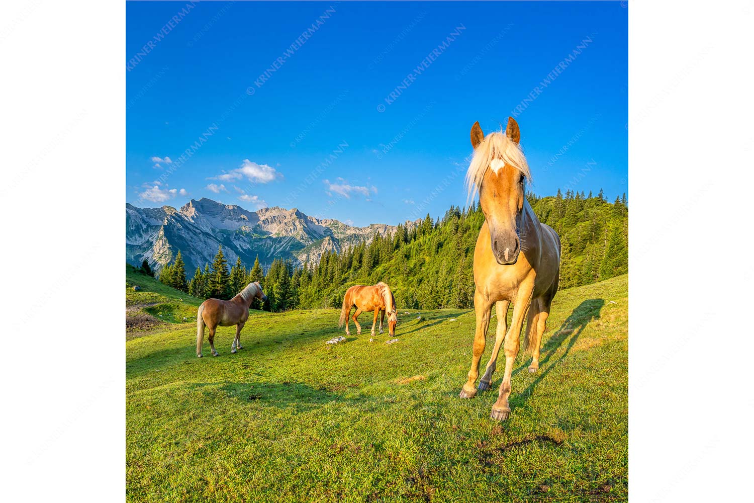 Aufgeweckt – Seitenverhältnis 1:1 — Pferde im Soierngebirge Haflinger Pferde mit Soiernspitze im Soierngebirge