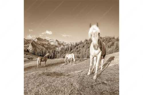 Haflinger Pferde mit Soiernspitze im Soierngebirge - Aufgeweckt - Seitenverhältnis 1:1 - Pferde im Soierngebirge - weitere Infos unter https://www.kriner-weiermann.de