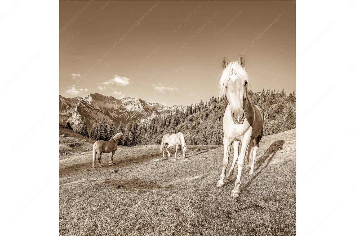 Aufgeweckt – Seitenverhältnis 1:1 — Pferde im Soierngebirge Haflinger Pferde mit Soiernspitze im Soierngebirge