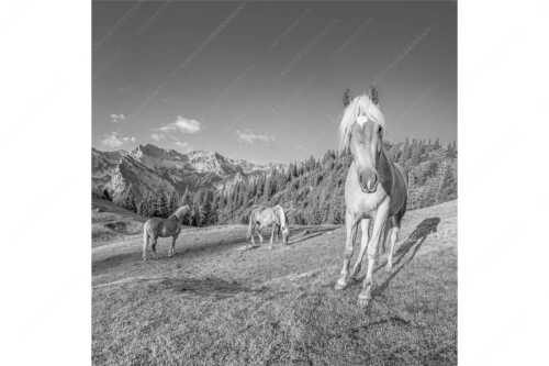 Haflinger Pferde mit Soiernspitze im Soierngebirge - Aufgeweckt - Seitenverhältnis 1:1 - Pferde im Soierngebirge - weitere Infos unter https://www.kriner-weiermann.de