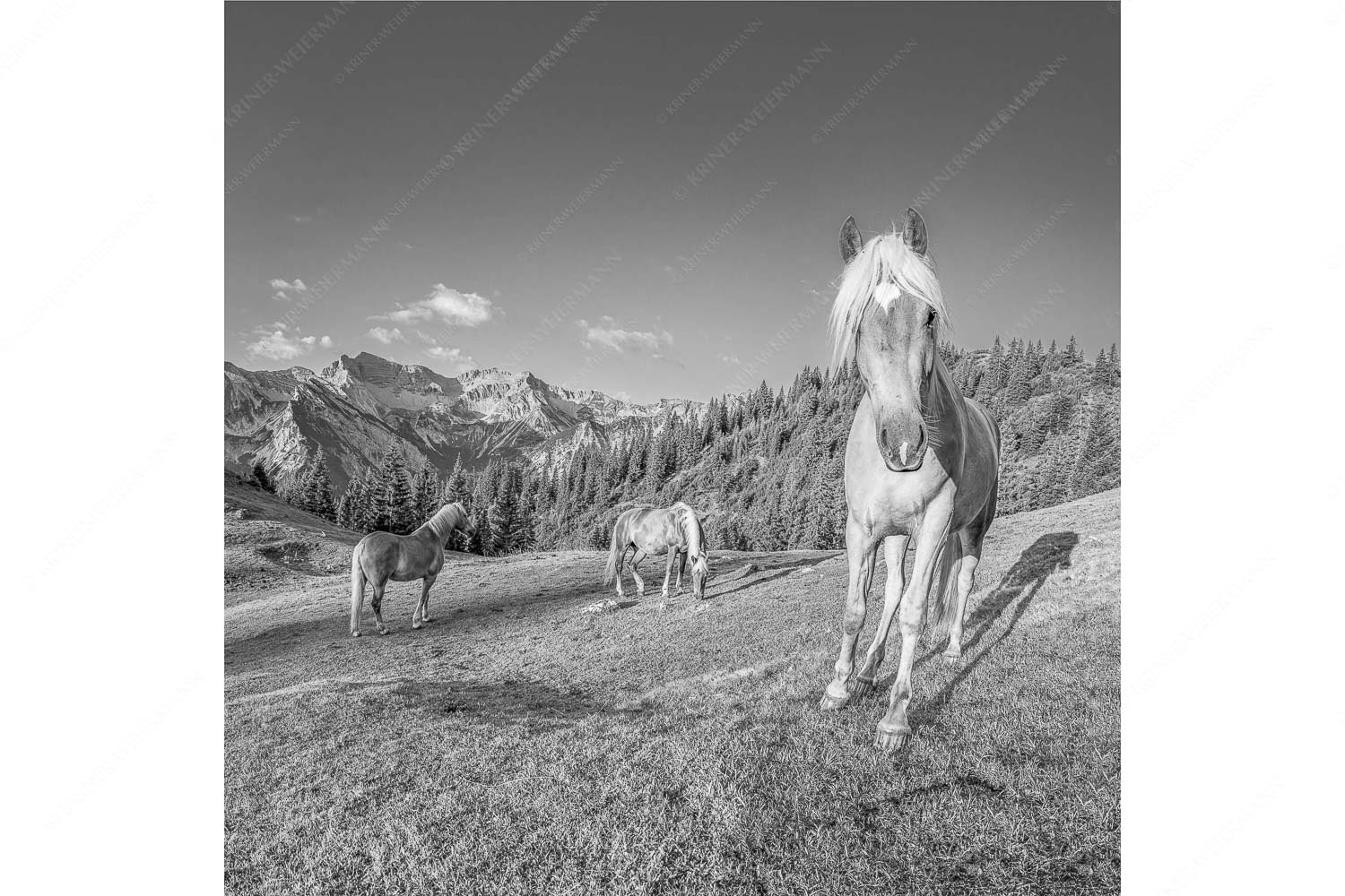 Aufgeweckt – Seitenverhältnis 1:1 — Pferde im Soierngebirge Haflinger Pferde mit Soiernspitze im Soierngebirge