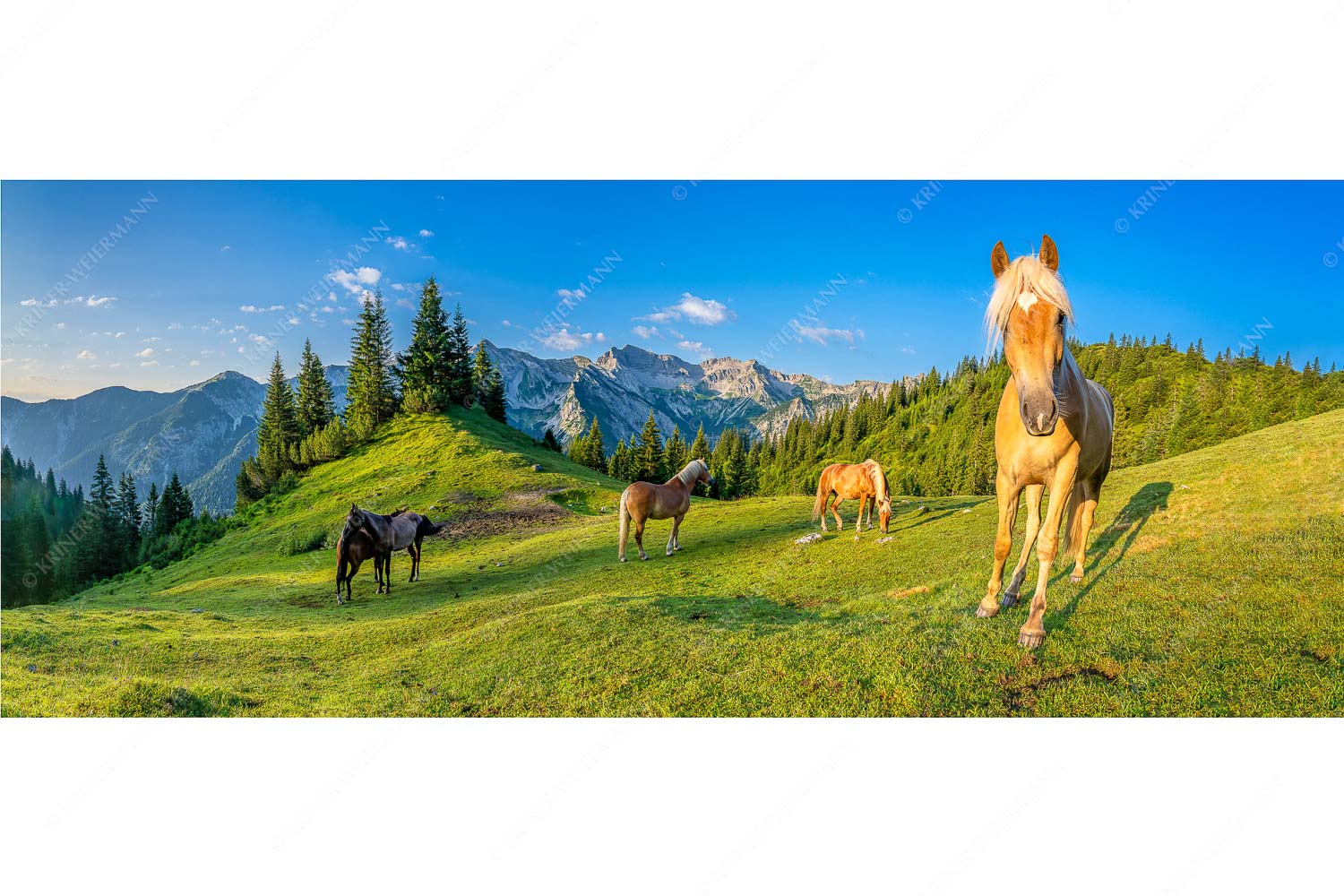Aufgeweckt – Seitenverhältnis 2,5:1 — Pferde im Soierngebirge Haflinger Pferde mit Soiernspitze im Soierngebirge
