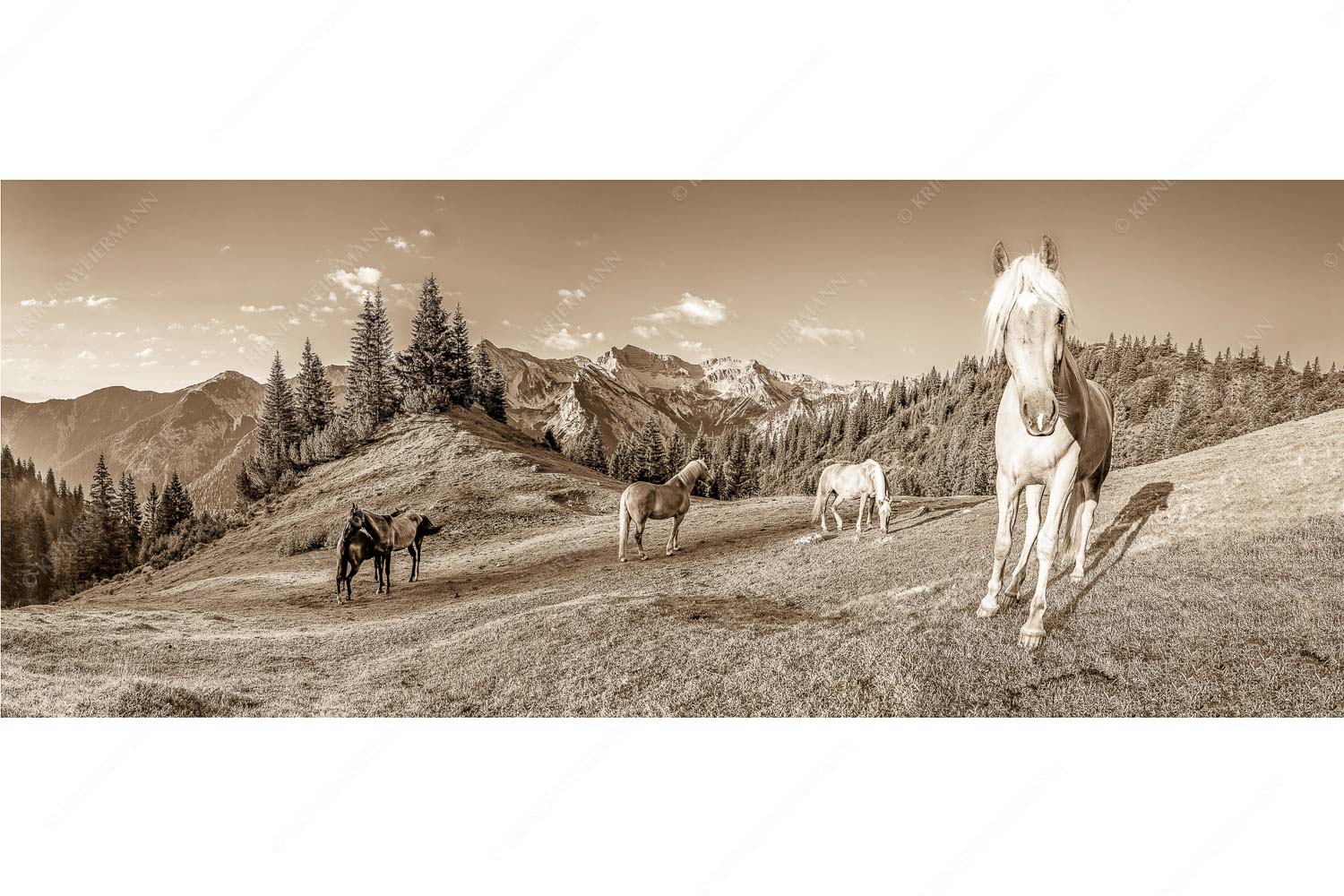 Aufgeweckt – Seitenverhältnis 2,5:1 — Pferde im Soierngebirge Haflinger Pferde mit Soiernspitze im Soierngebirge