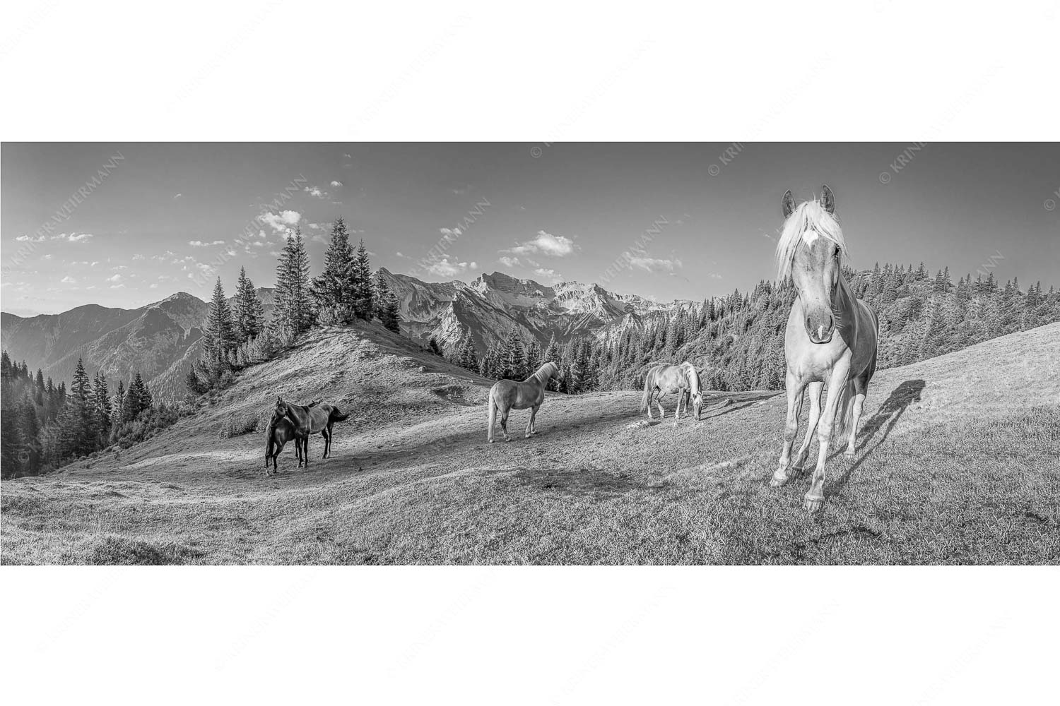 Aufgeweckt – Seitenverhältnis 2,5:1 — Pferde im Soierngebirge Haflinger Pferde mit Soiernspitze im Soierngebirge