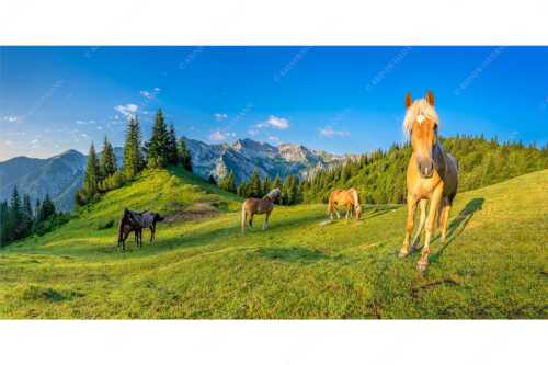 Haflinger Pferde mit Soiernspitze im Soierngebirge - Aufgeweckt - Seitenverhältnis 2:1 - Pferde im Soierngebirge - weitere Infos unter https://www.kriner-weiermann.de
