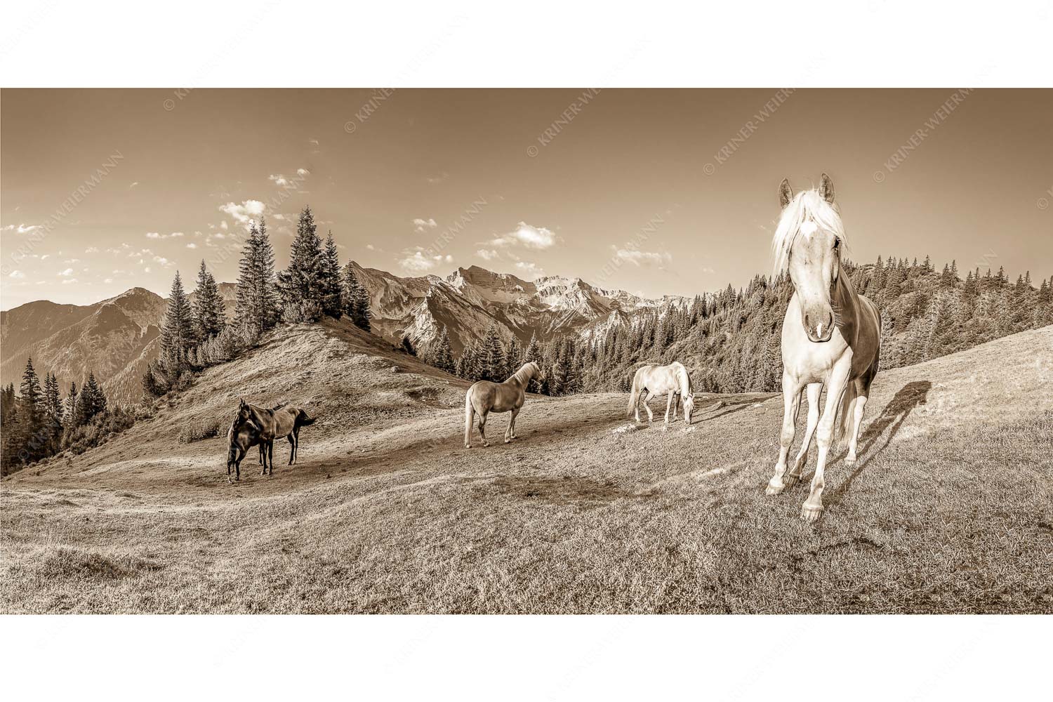 Aufgeweckt – Seitenverhältnis 2:1 — Pferde im Soierngebirge Haflinger Pferde mit Soiernspitze im Soierngebirge