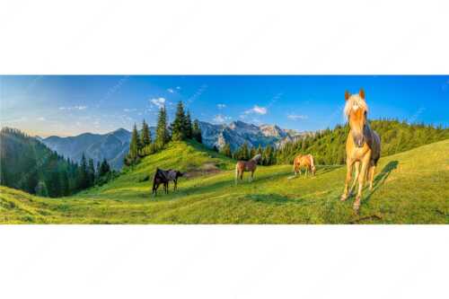 Haflinger Pferde mit Soiernspitze im Soierngebirge - Aufgeweckt - Seitenverhältnis 3:1 - Pferde im Soierngebirge - weitere Infos unter https://www.kriner-weiermann.de