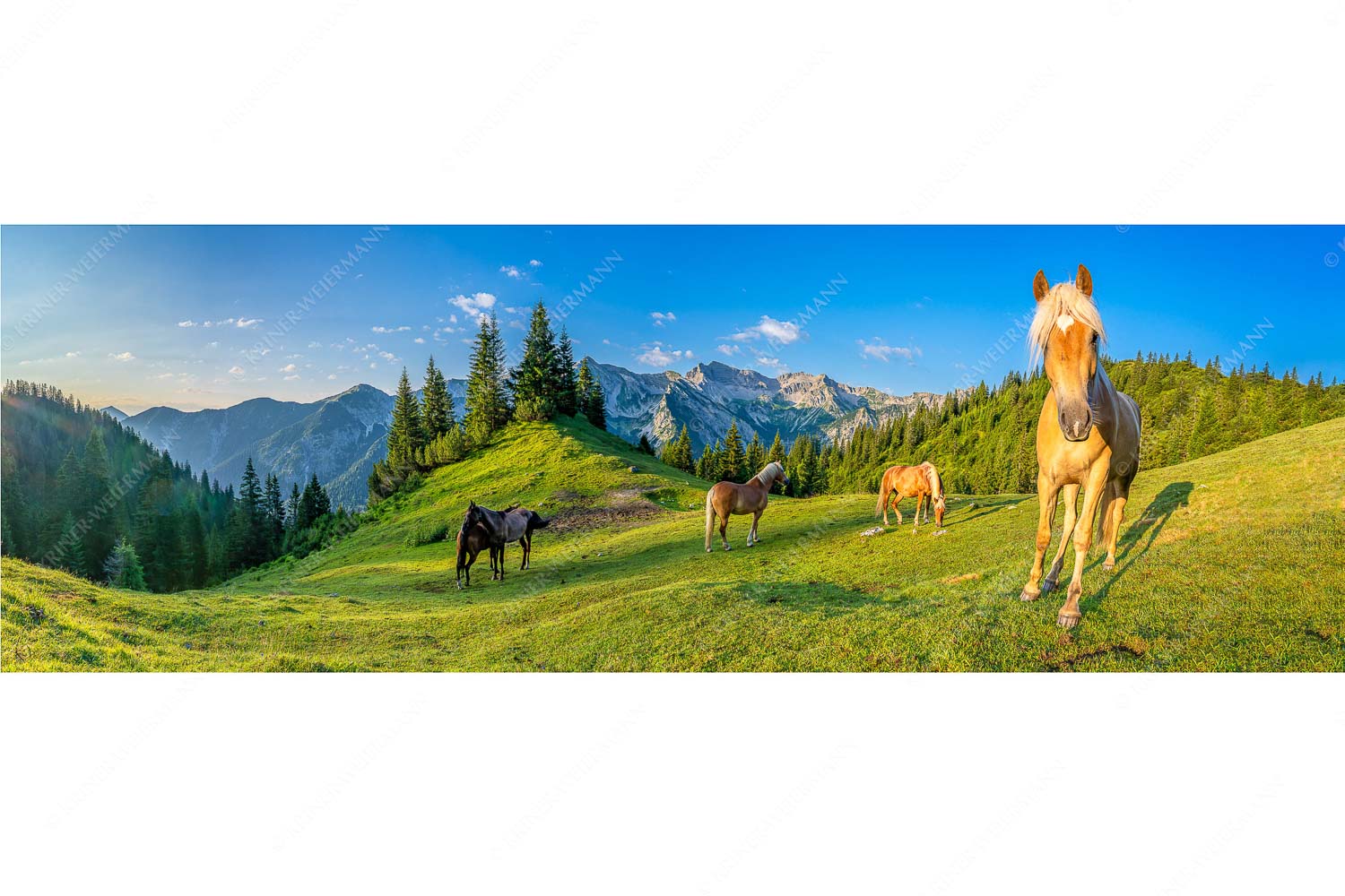 Aufgeweckt – Seitenverhältnis 3:1 — Pferde im Soierngebirge Haflinger Pferde mit Soiernspitze im Soierngebirge